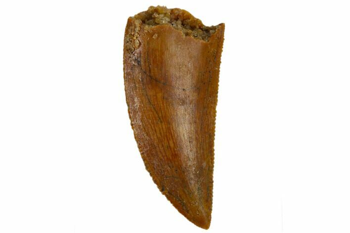Serrated, Raptor Tooth - Real Dinosaur Tooth #115851